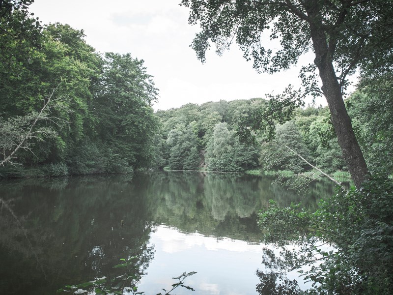 The Marielund Forest